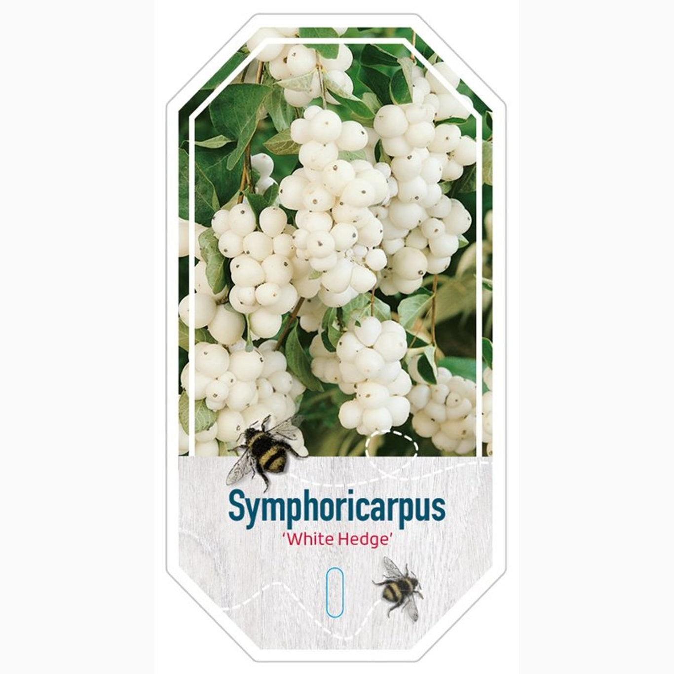 Snöbär – Symphoricarpos doorenbosii 'White Hedge' - C3 30-40 CM